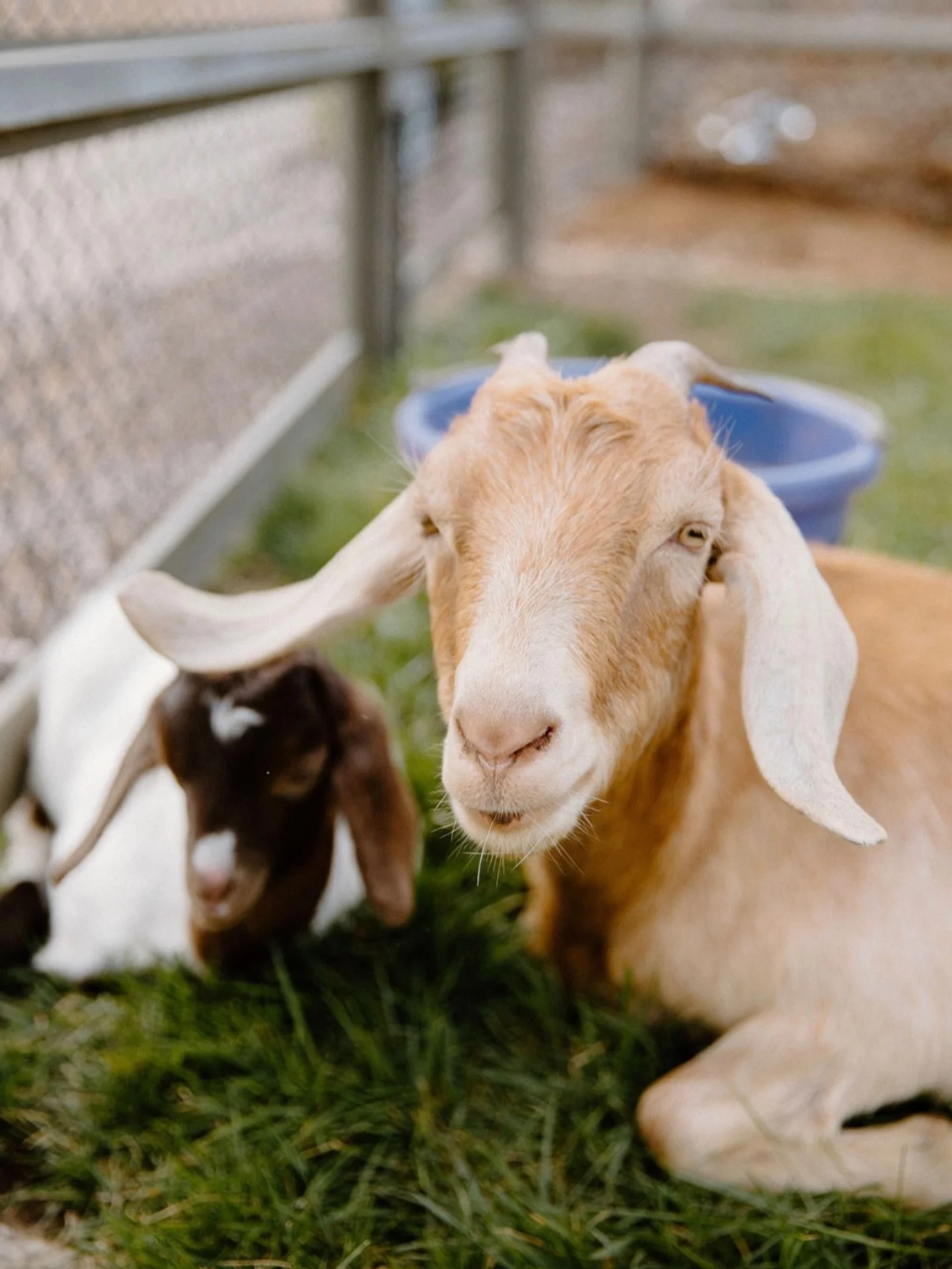 Stay tuned to see our furry little goat friends doing some incredible work munching down spring weeds out here on the farm! Cruise out this weekend to give them a hug before their hard work in the weeks ahead!
