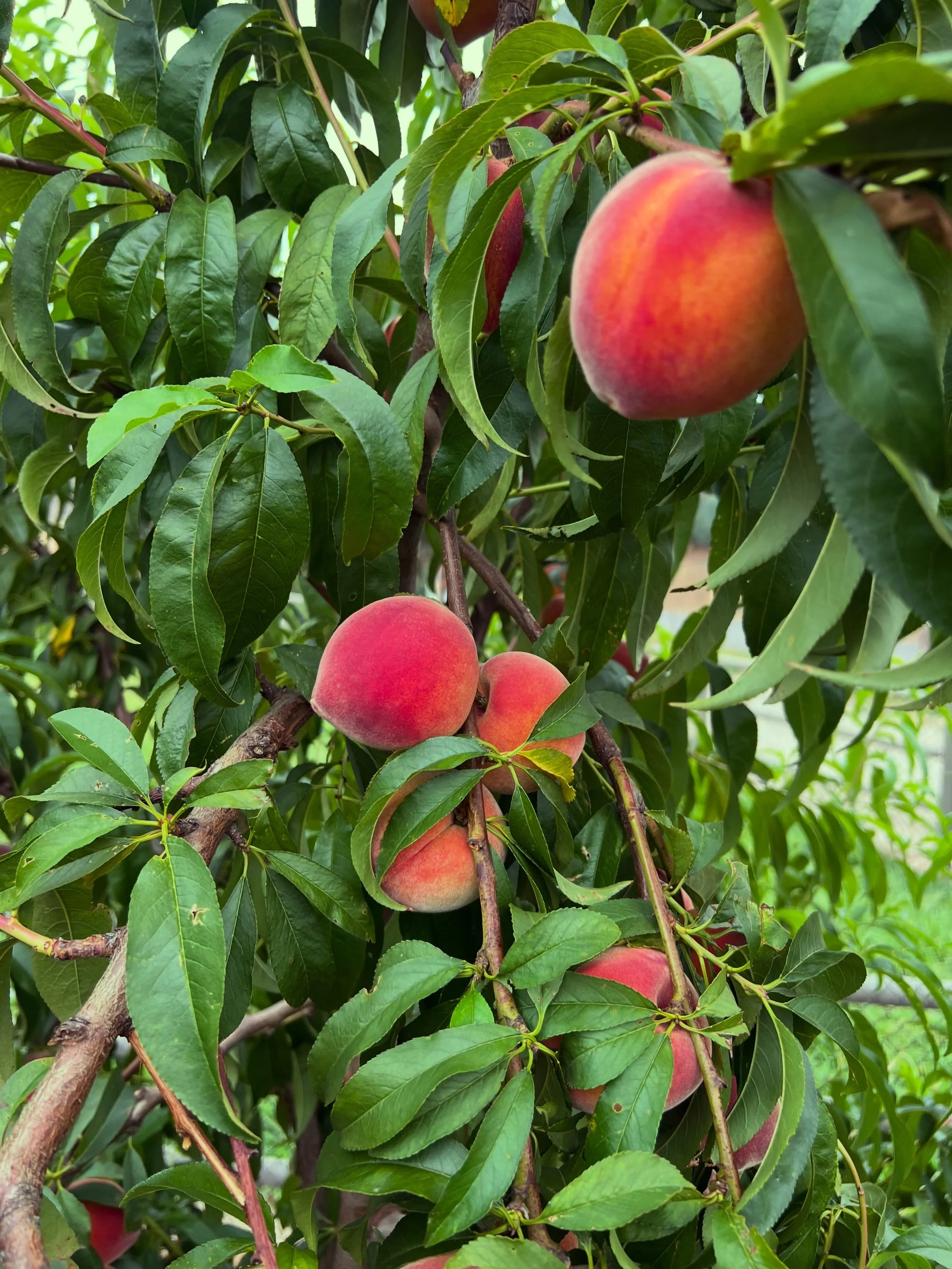 Feeling especially grateful for this season&rsquo;s abundant peach harvest all donated to @fallbrookfoodpantry and @solutionsforchange .

What began as baby trees planted by volunteers has become baskets overflowing with fruit, grown through our part