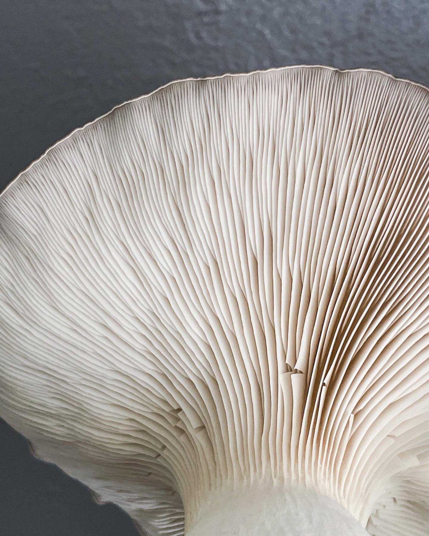One huge Black Pearl Oyster mushroom with beautiful gills 😍🤤🍄. #blackpearloysters #gourmetmushrooms #urbanfarm #denver #gills
