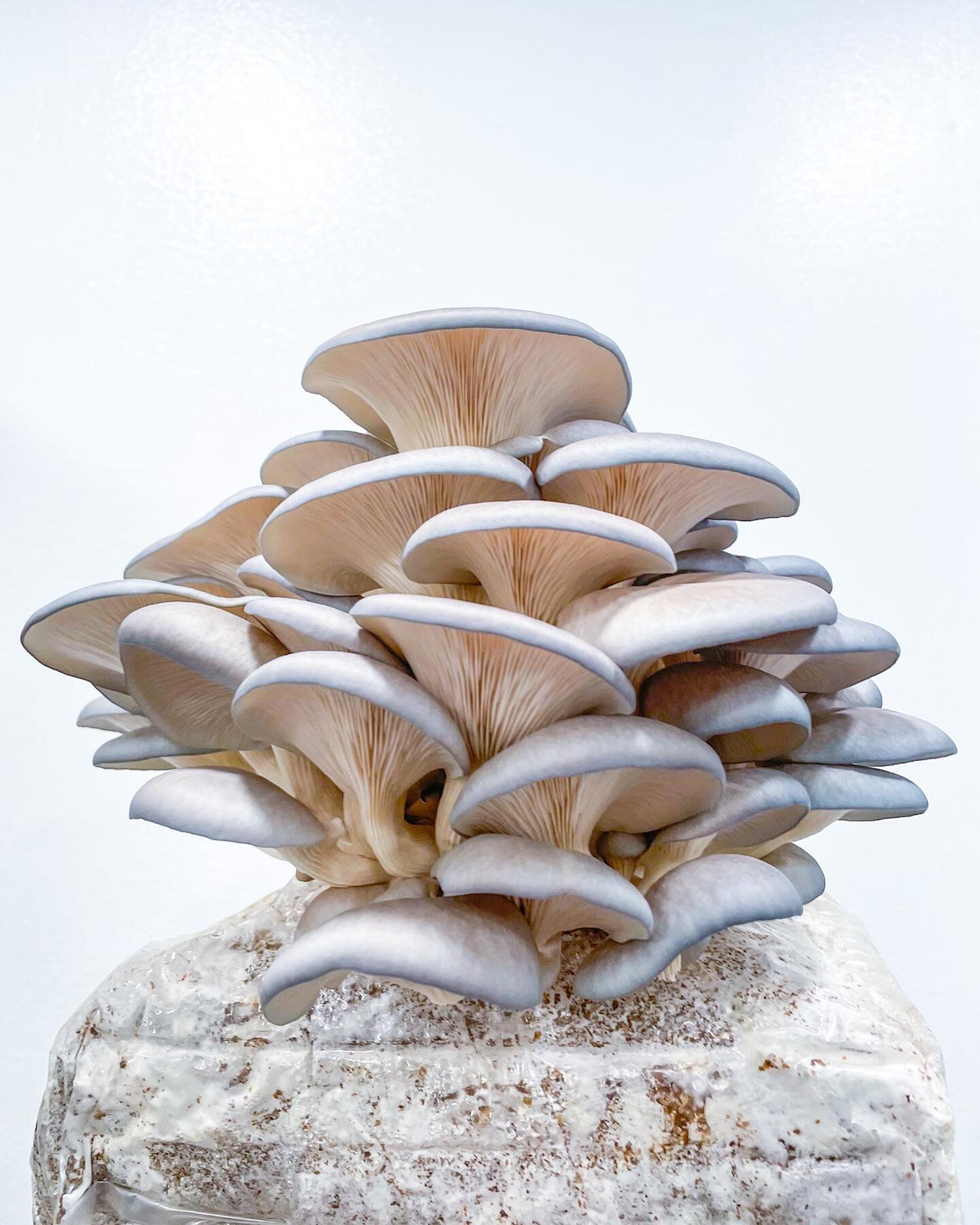 A bouquet of blue oyster mushrooms. #blueoyster #gourmetmushrooms #oystermushrooms #fungi #urbanmushroomfarm