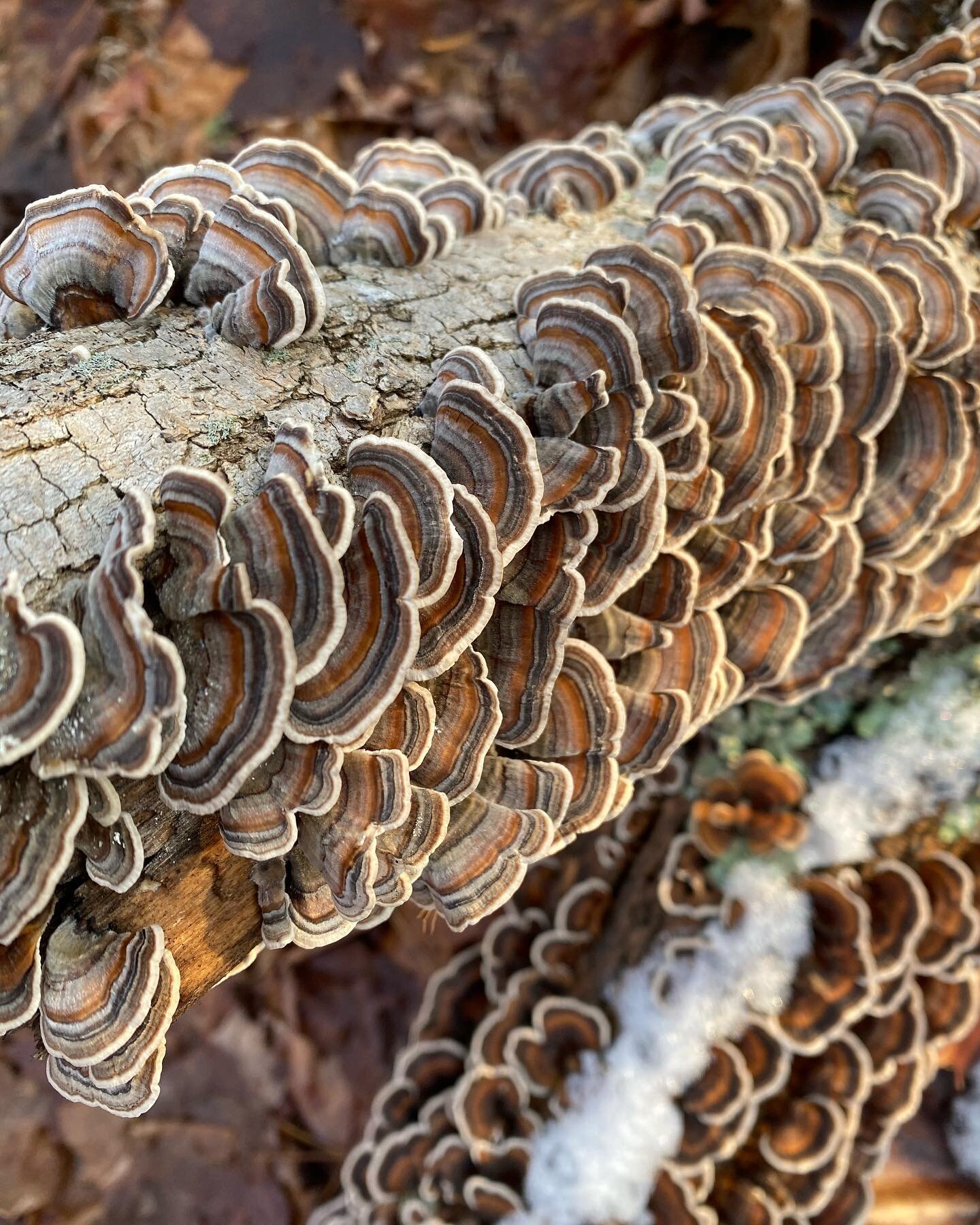 Spotted. Name those mushrooms!