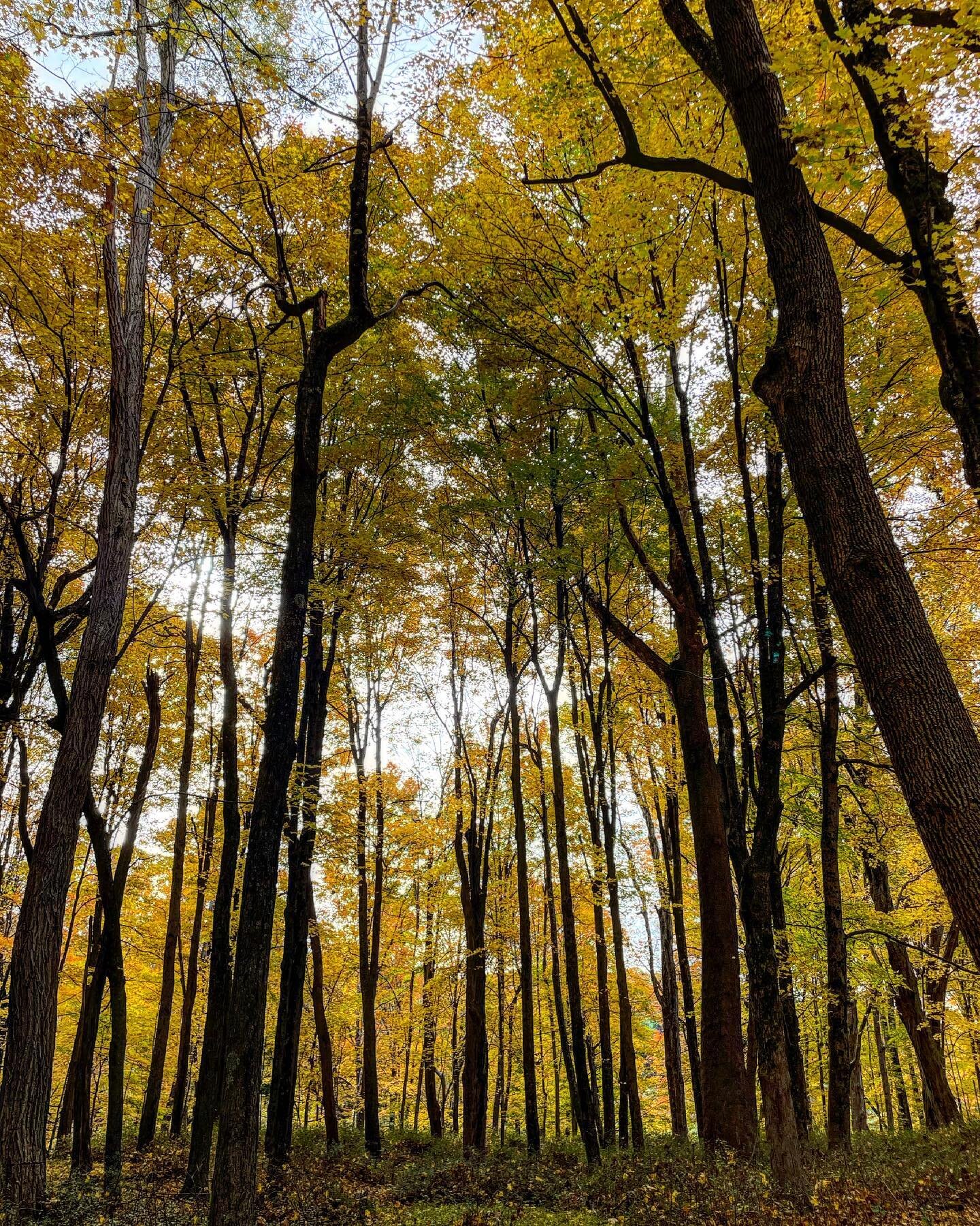 A walk in our forest 🍁🍂