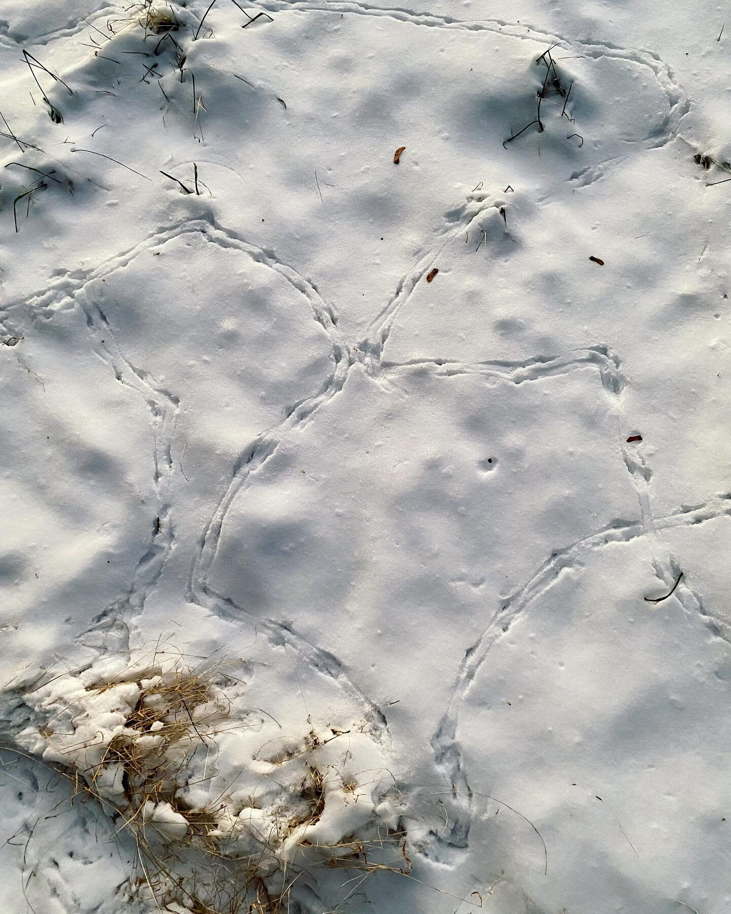 Our little birds on meandering, contemplative strolls like Thoreau. 🐦🐾