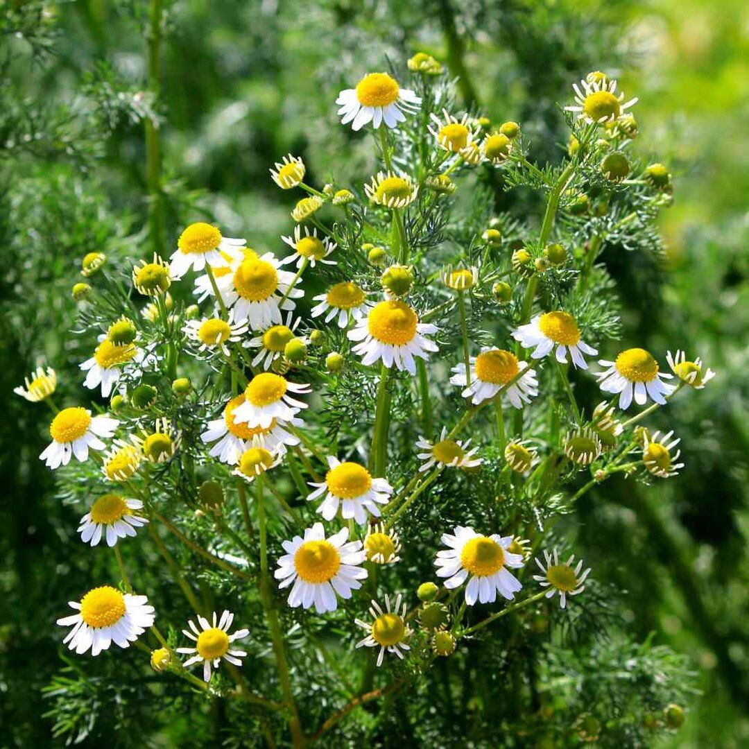 @BotanaRX: #NowGrowing 🌱

With a history dating back to ancient Rome, Roman Chamomile has been used for thousands of years for its numerous medicinal and therapeutic benefits.

Scientifically proven medicinal uses of Roman Chamomile include:

Anxiet