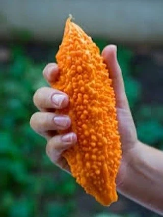 Plant Medicine Spotlight: Bitter Melon
Grown with care on our farm as part of our ongoing research into food-as-medicine, bitter melon (Momordica charantia) is more than a striking vine&mdash;it&rsquo;s a powerhouse of traditional healing and modern 