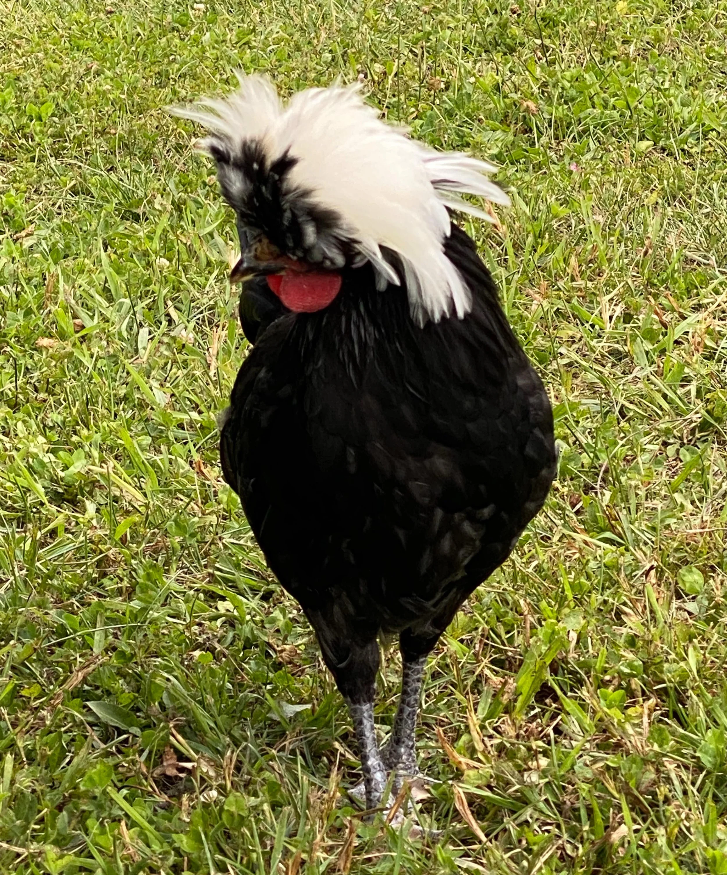 Marmalade struttin&rsquo; her stuff.