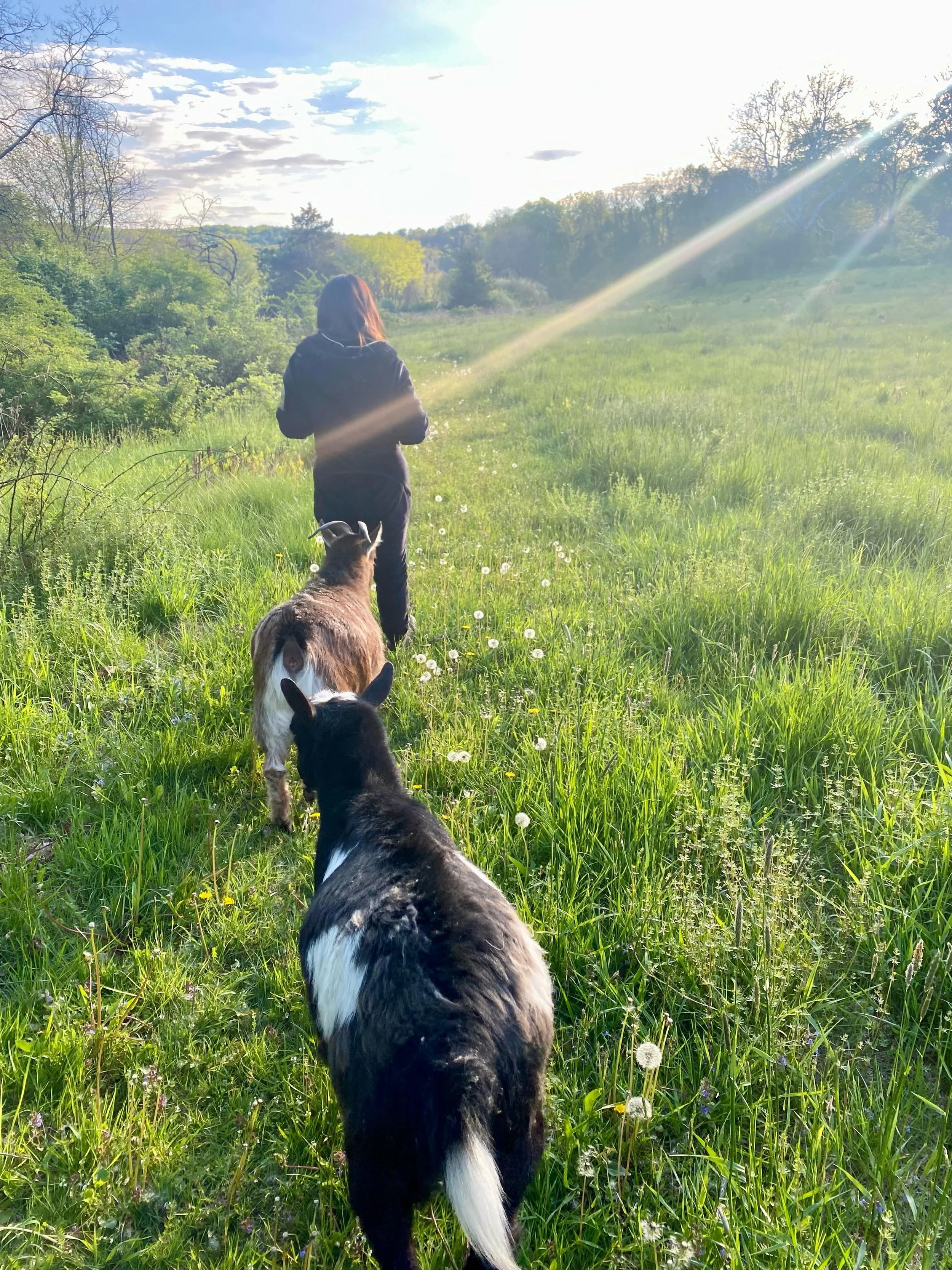 A magical, early evening stroll with the goats. So restorative!