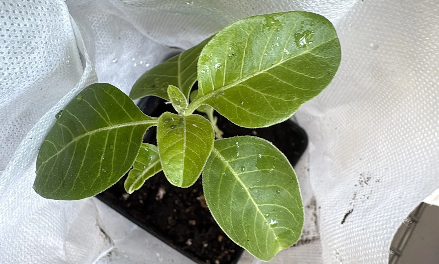Baby #ashwagandha plant &hellip; #plantmedicine #silverbrookmanor #wellness #farmdiary