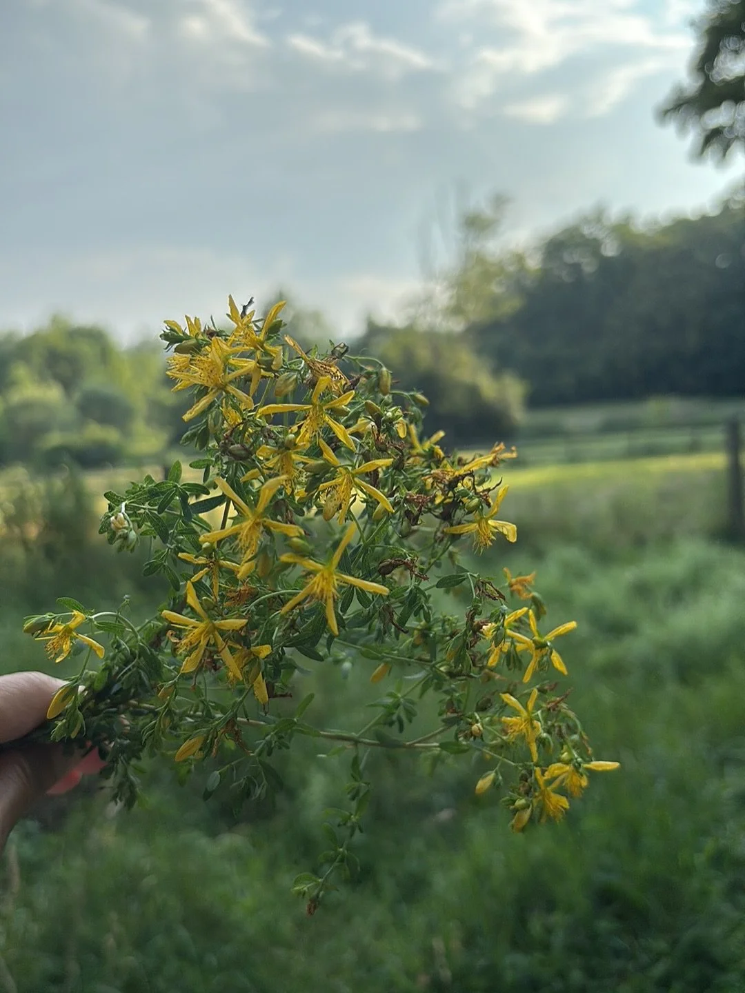 St. John&rsquo;s Wort (Hypericum perforatum) is a flowering plant widely used in herbal medicine. Its primary traditional and modern uses include:

⸻

Main Uses of St. John&rsquo;s Wort

1. Mood Support
	&bull;	Mild to Moderate Depression
Most well-k