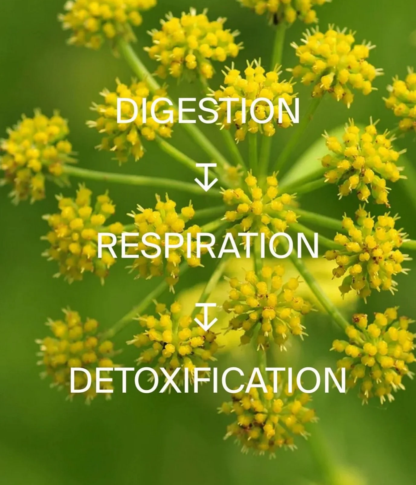 #Lovage has a long history in traditional medicine, valued for its ability to soothe digestion, clear the lungs and calm coughs and support kidney and urinary health. #plantmedicine #silverbrookmanor #farmdiary @botanarx #farmclub