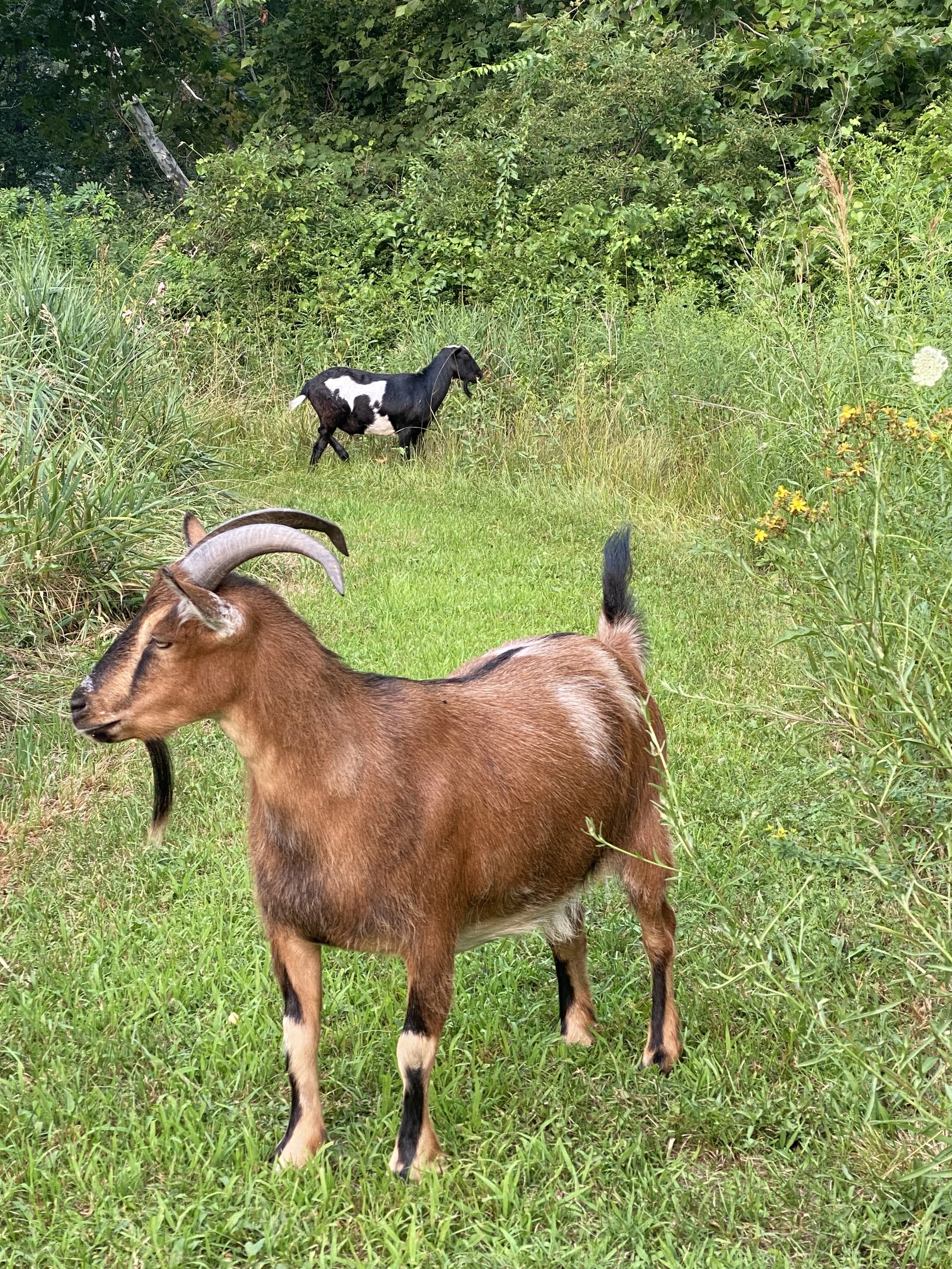 Morning Goat Walk