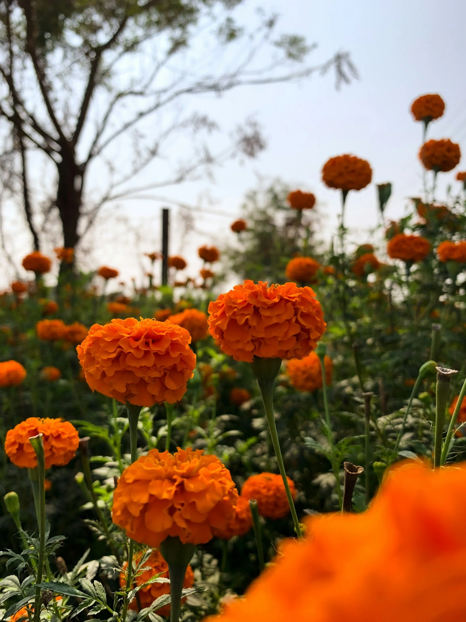 Marigold Seedkeeping