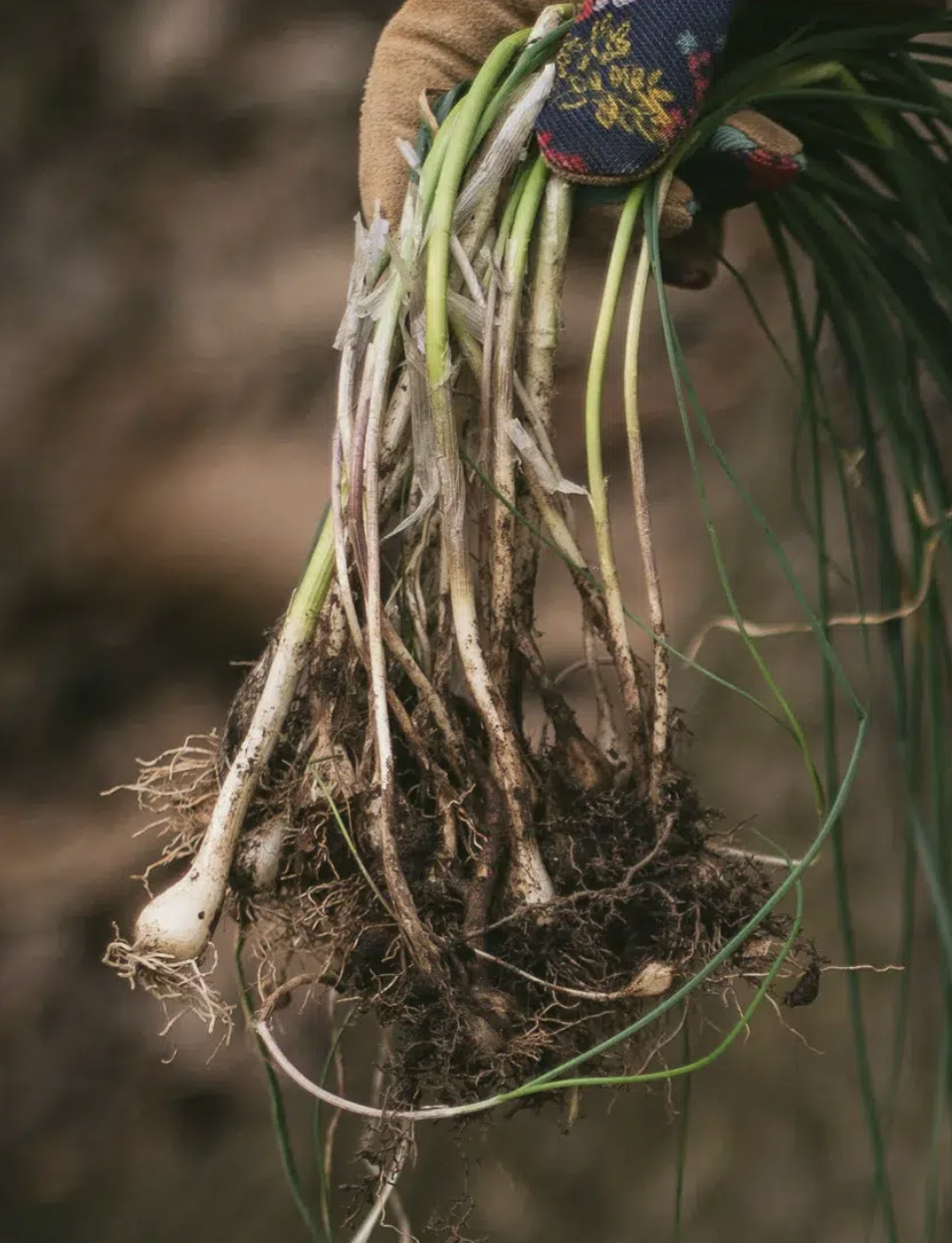 Screenshot 2026-04-19 at 4.01.26 PM.png