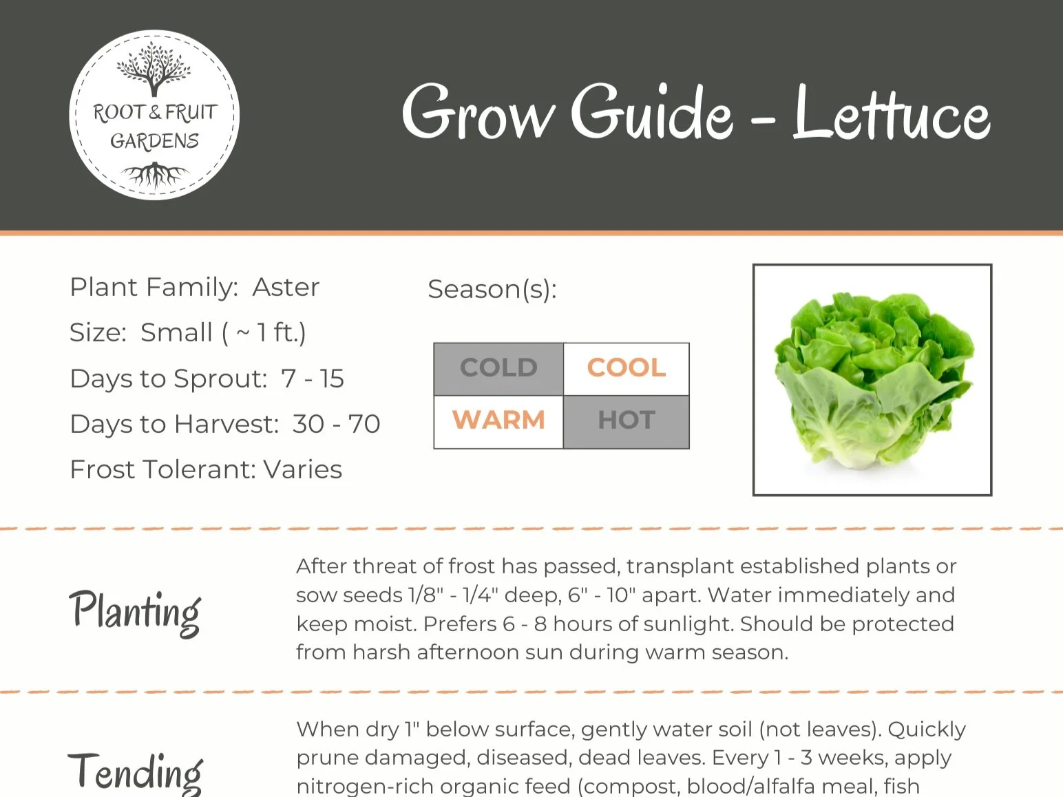 Lettuce Grow Guide