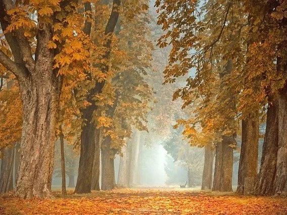Joy &amp; Peace To You
