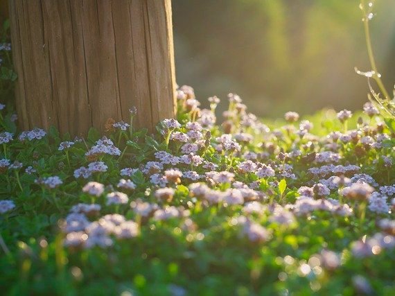 Joy In His Presence