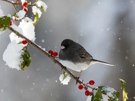 Rest, Revival, Renewal