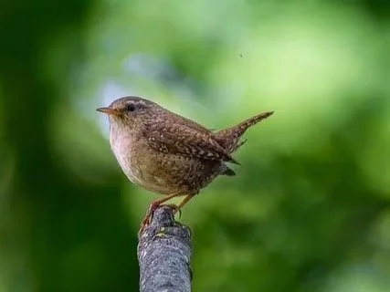 Keep Your Heart Tender