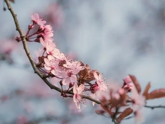 Look For Glimpses Of Glory