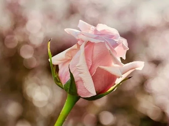 Your Life Is Precious