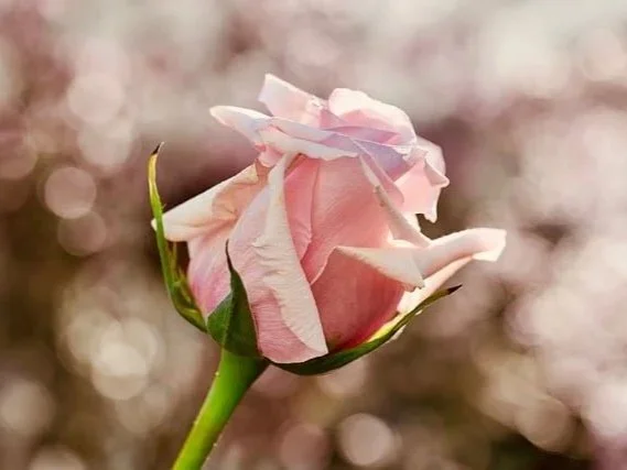 May You Shine