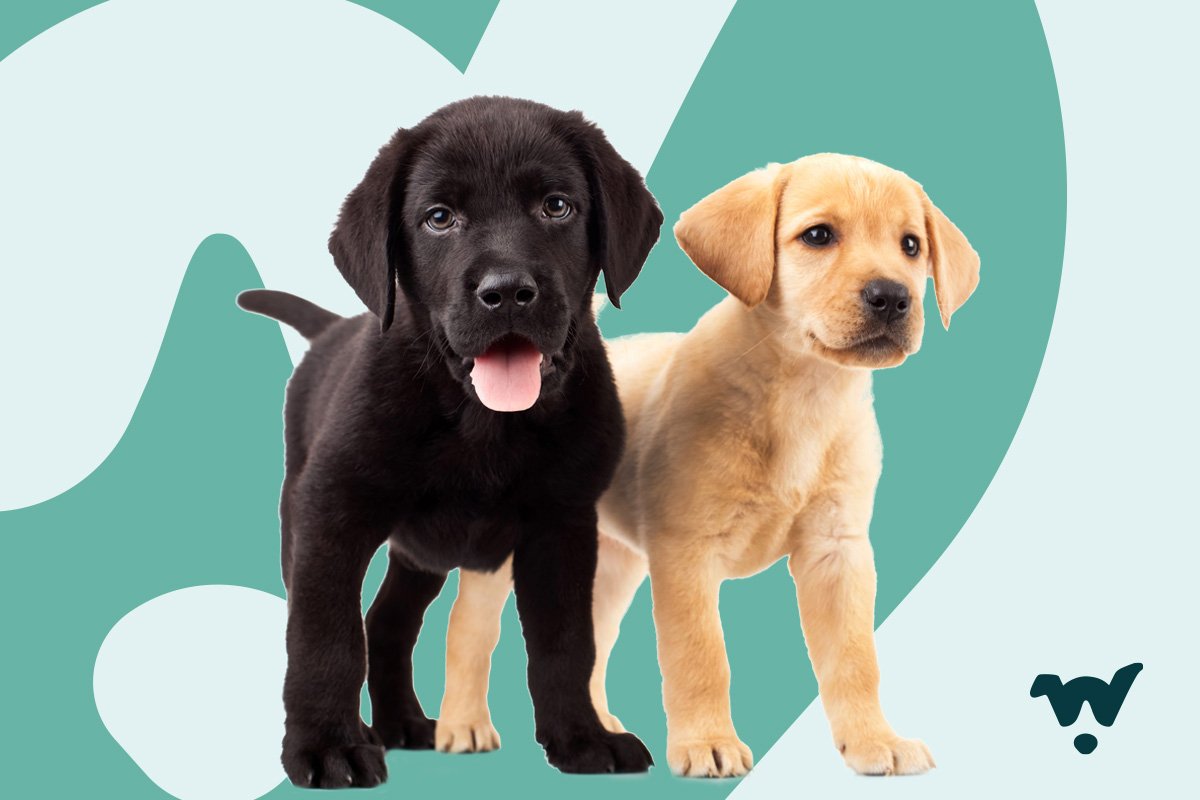Surviving Puppyhood