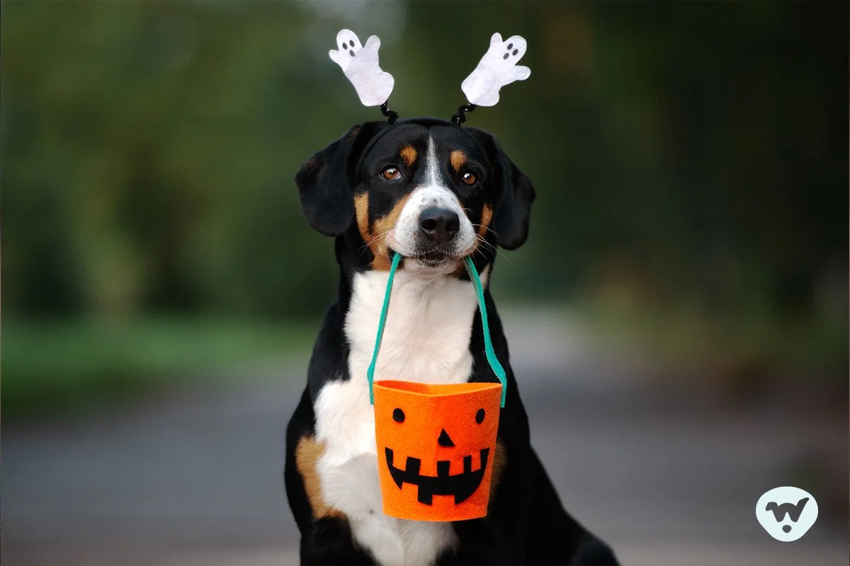 Halloween Spooks