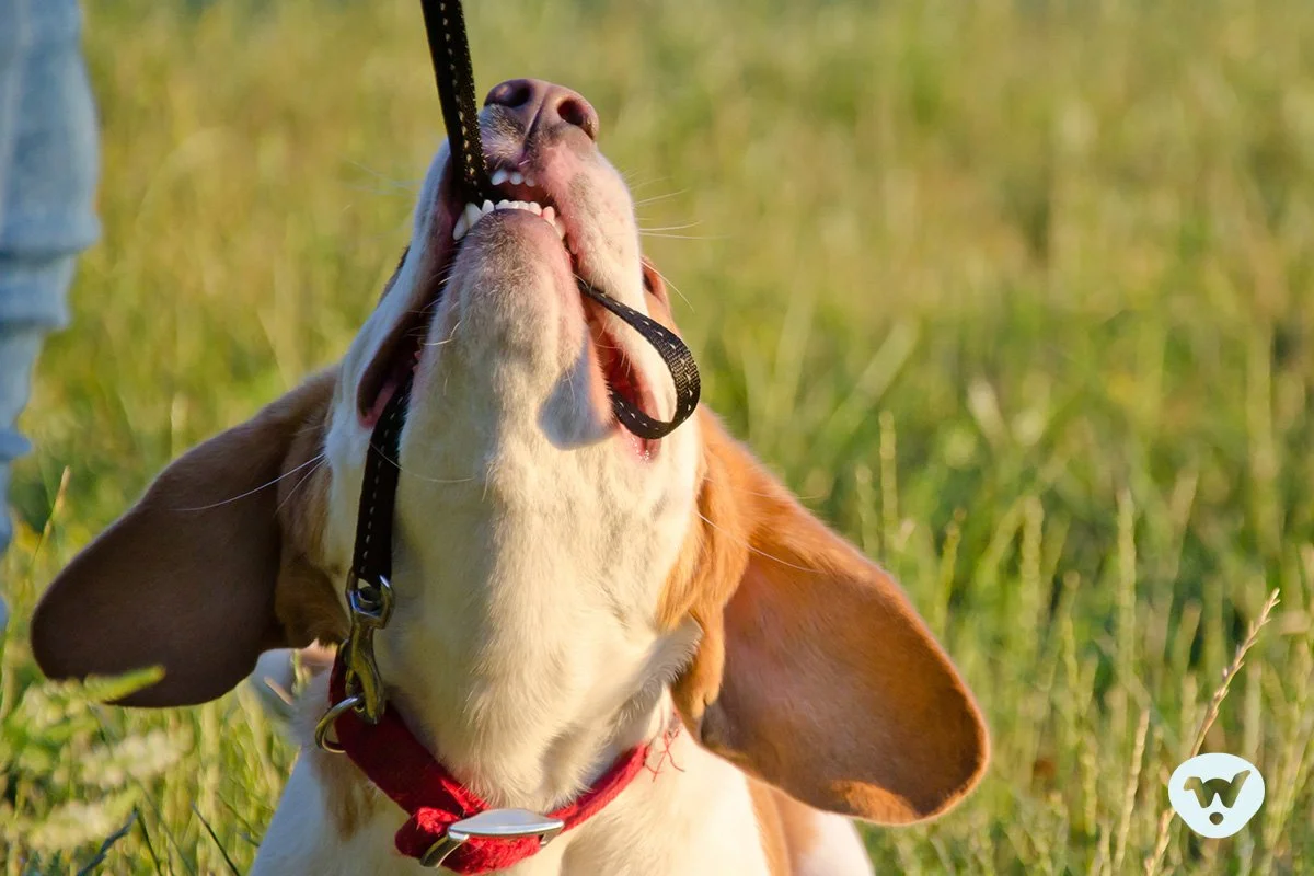 Help! My Puppy Turned into a Terrible Teenager. 