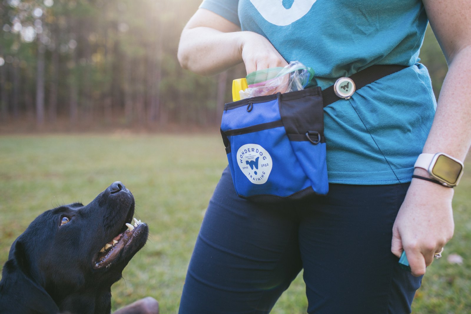 How to Pick a Good Dog Trainer
