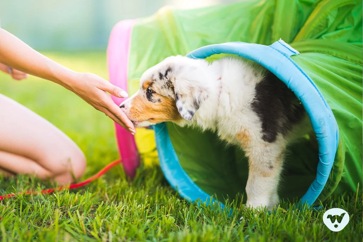 How to Properly Socialize Your New Puppy