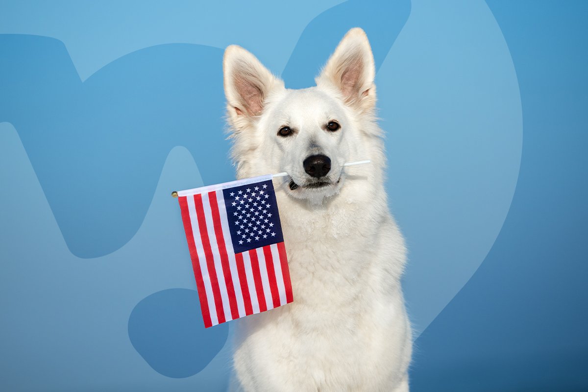 Fireworks and Fido