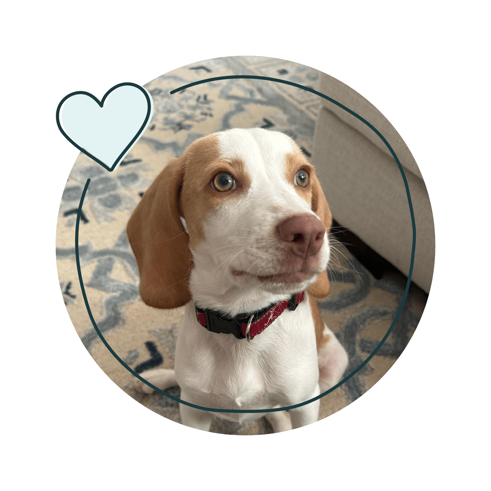 A beagle puppy training client.