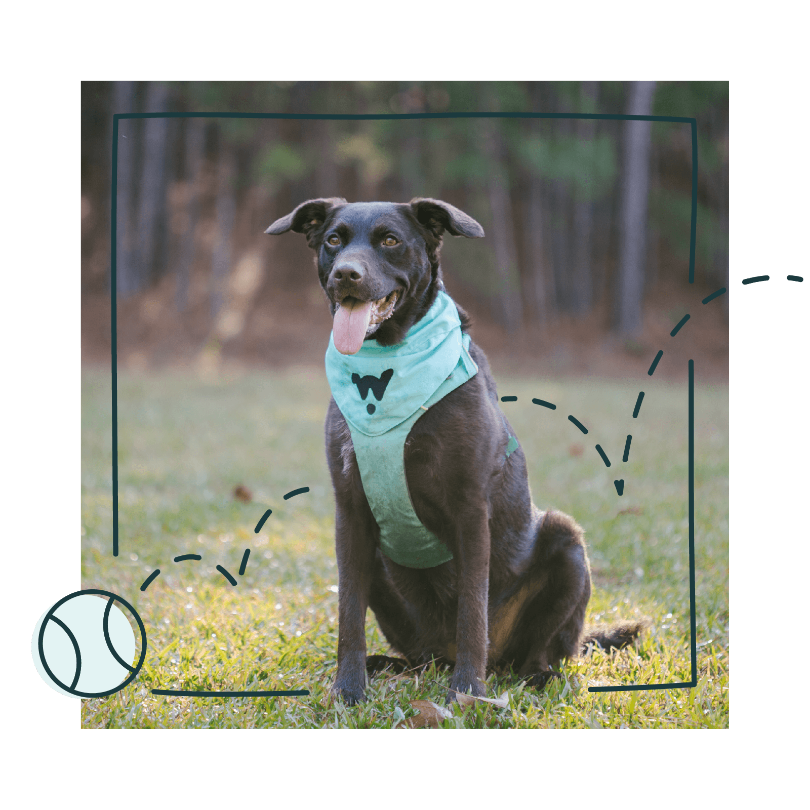 A chocolate labrador mix sits in a field and wears a teal Wonderdog bandana and harness ready to train.