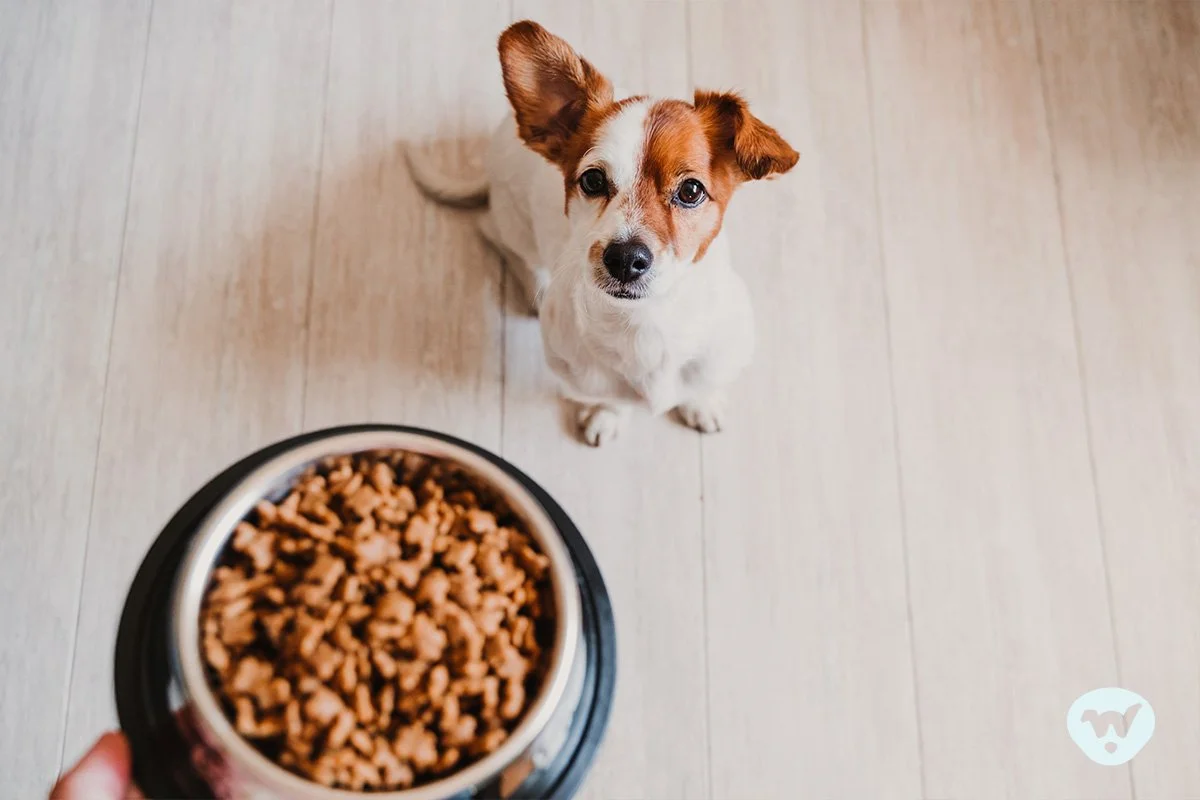 A young mixed breed dog sits for his dinner.