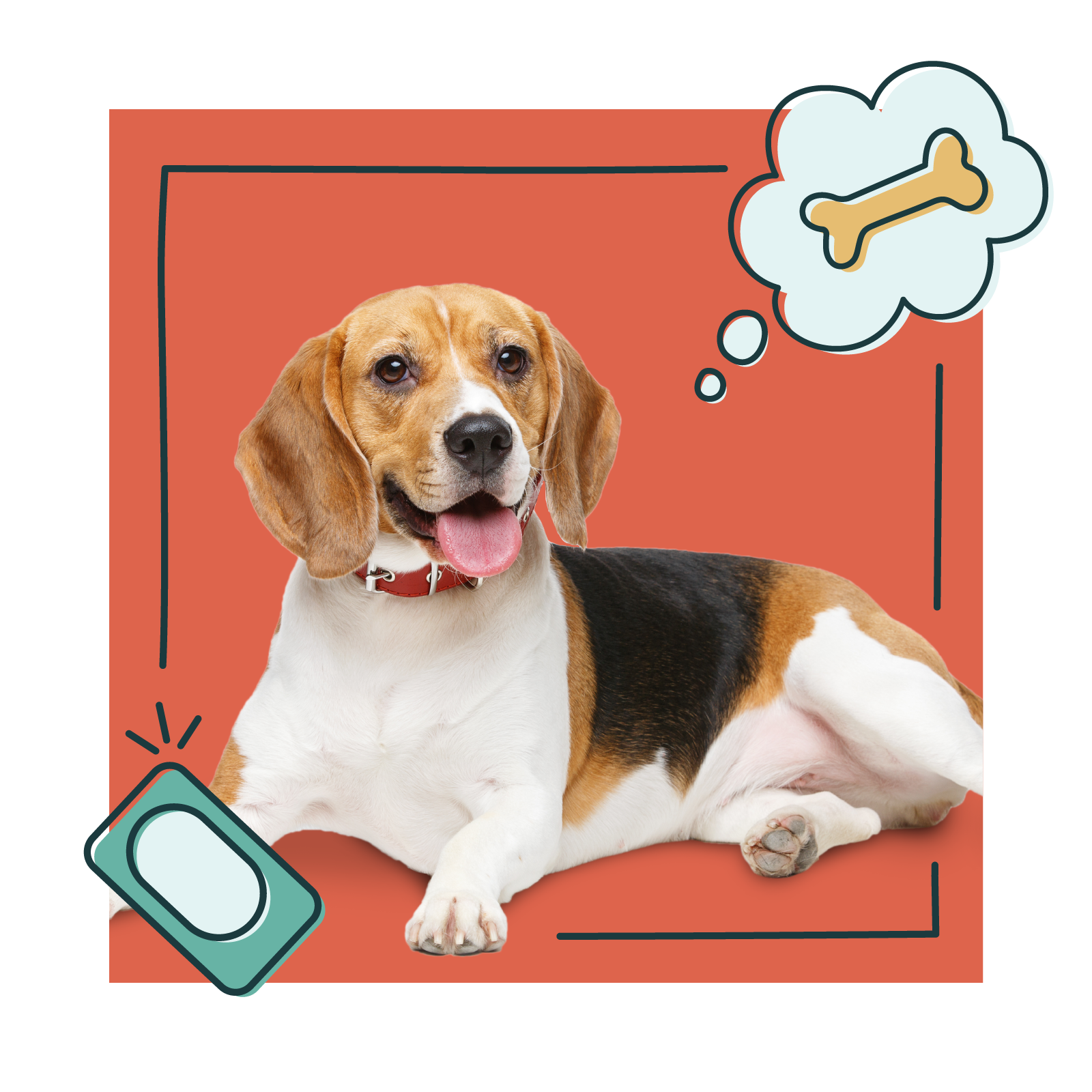 a happy clicker trained beagle