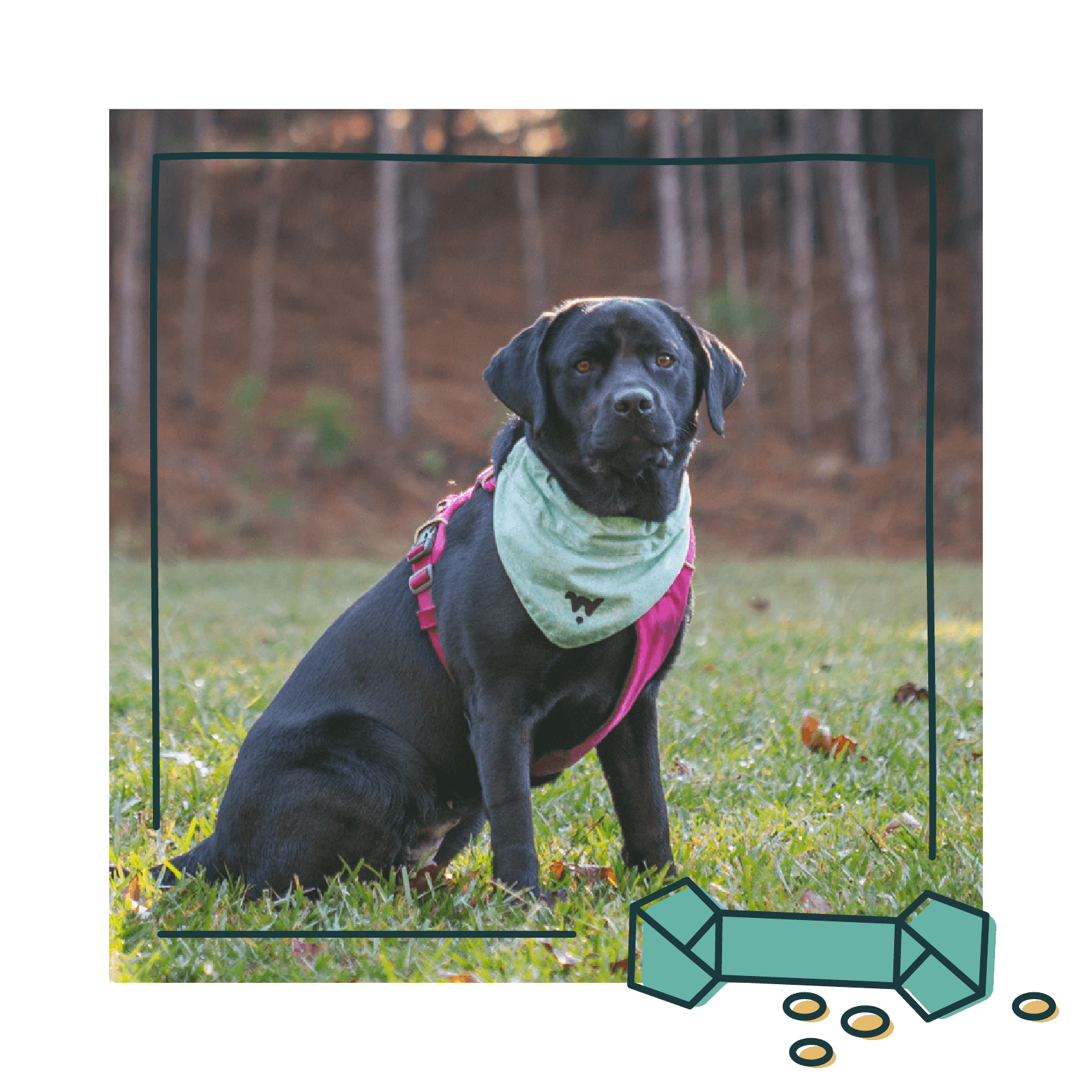 A black labrador retriever sits in a field wearing a teal Wonderdog bandana ready to train.