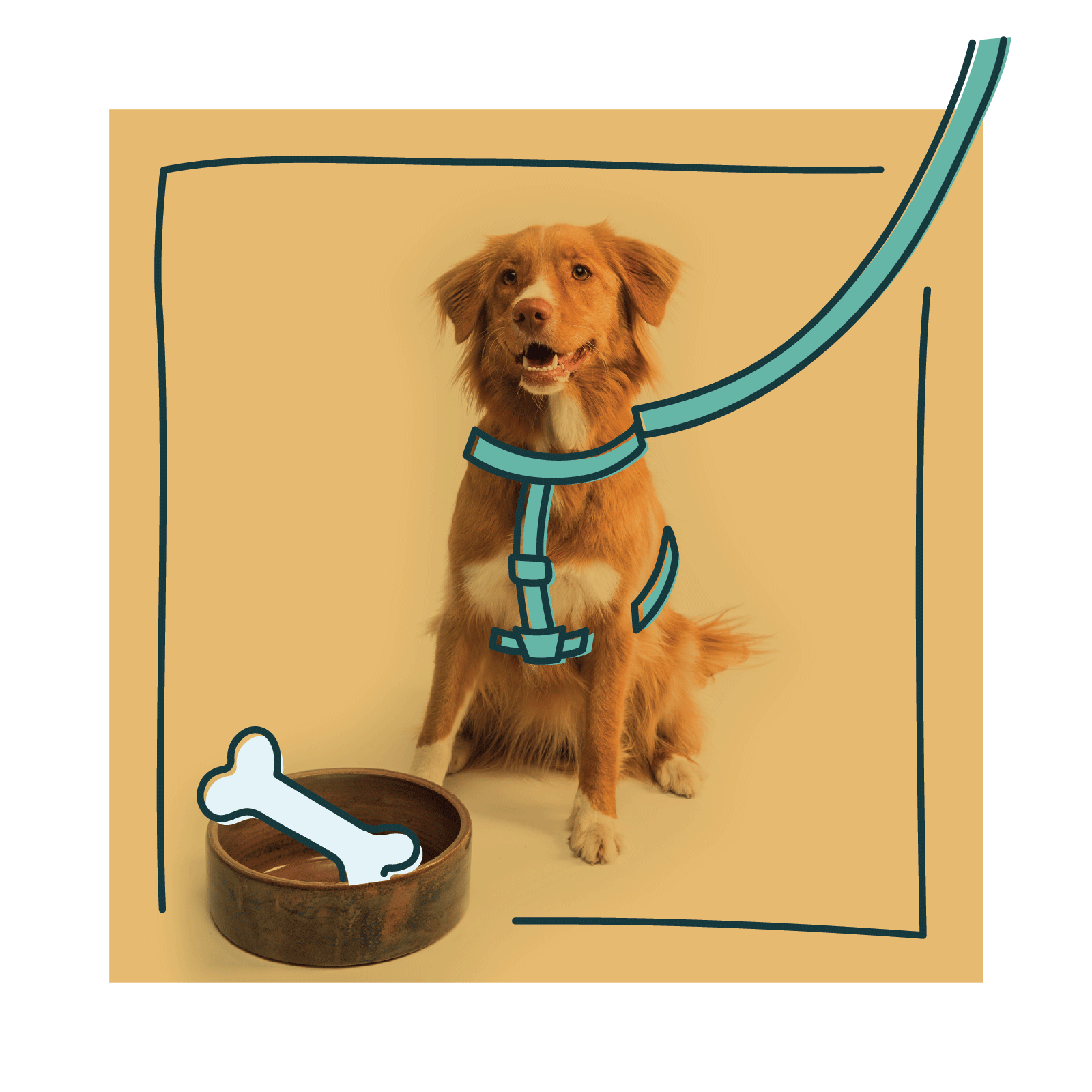 Nova Scotia Duck Tolling Retriever with overlaid illustration of a harness, leash, and bone.