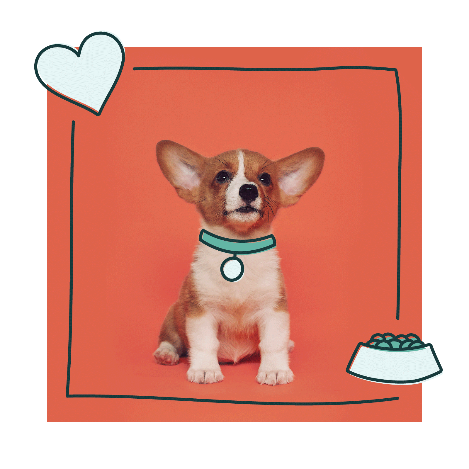 Corgi puppy with illustration of heart, food bowl, and a collar overlaid.