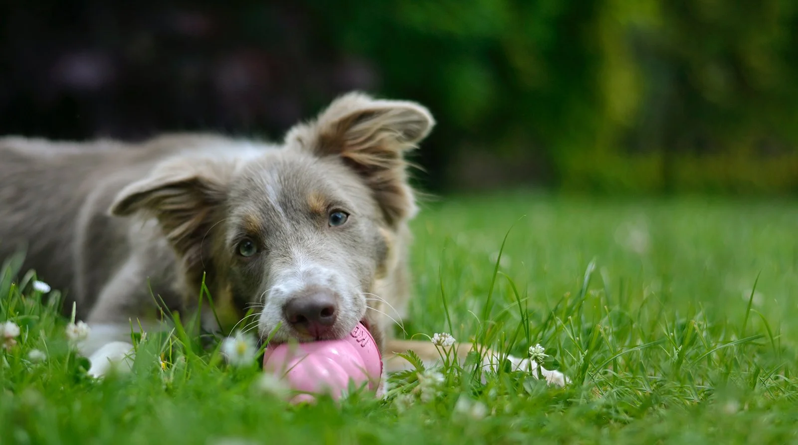 Puppy chewing a pink puppy Kong in the grass