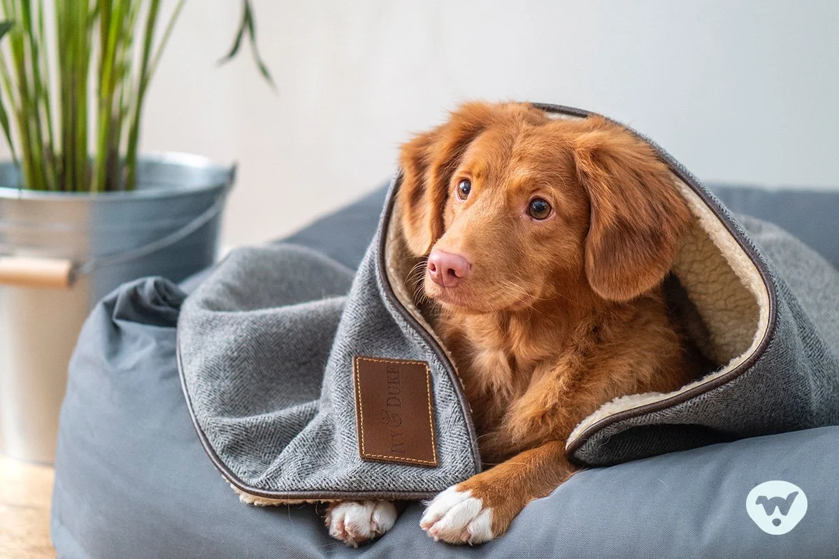 Nova Scotia Duck Tolling Retriever laying on gray/blue dog bed.