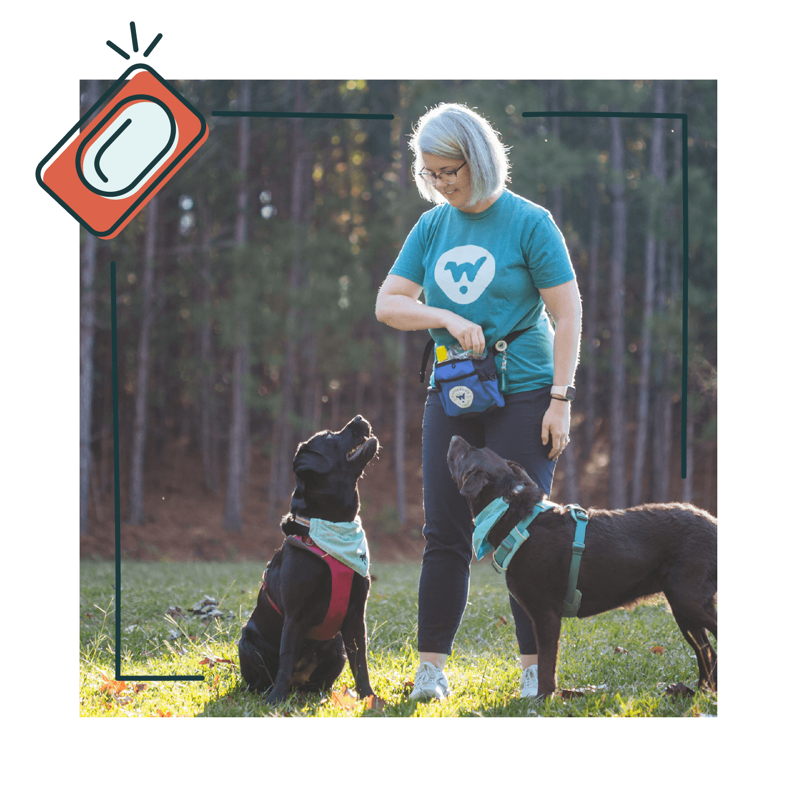Dog trainer Eryn Rolison clicker trains her two labs.