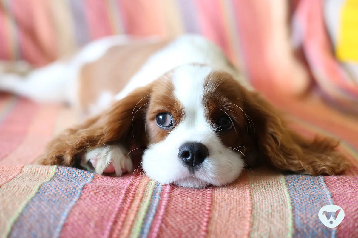 Young Cavalier King Charles Spaniel laying on multicolor blanket