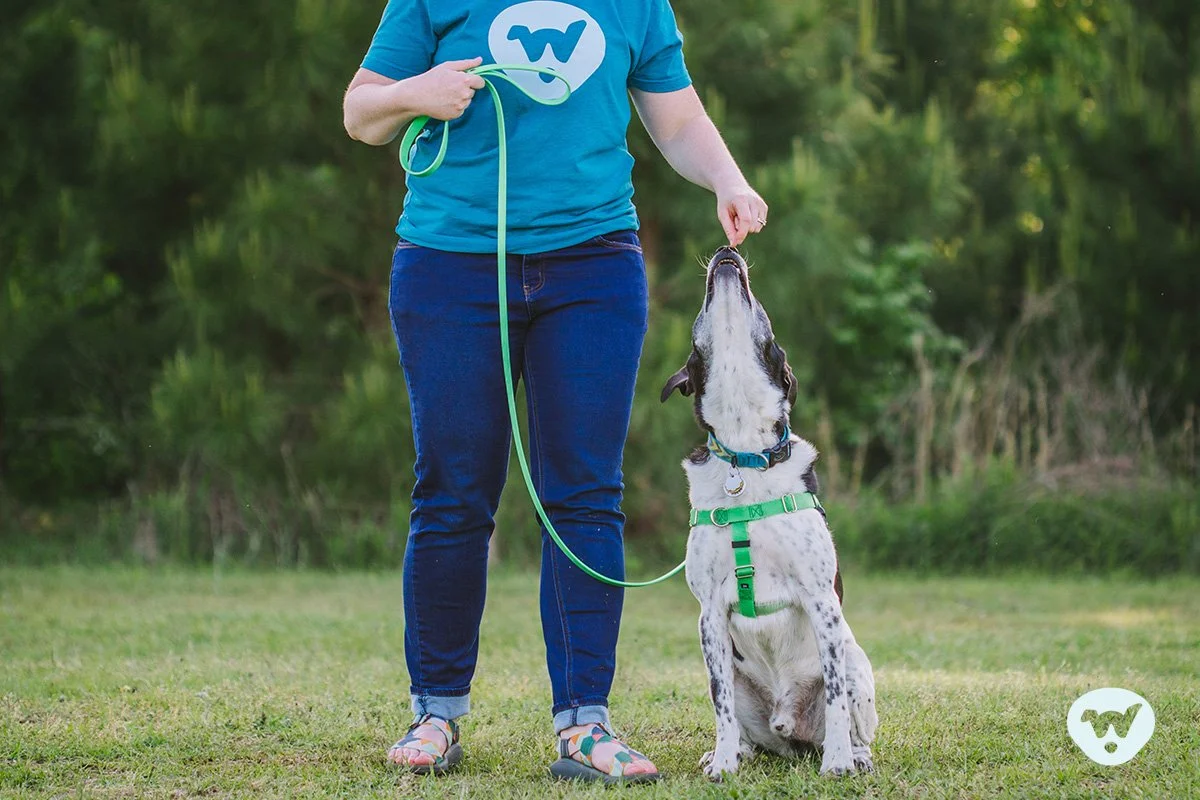 Black and white spotted dog waiting for his reward during clicker training