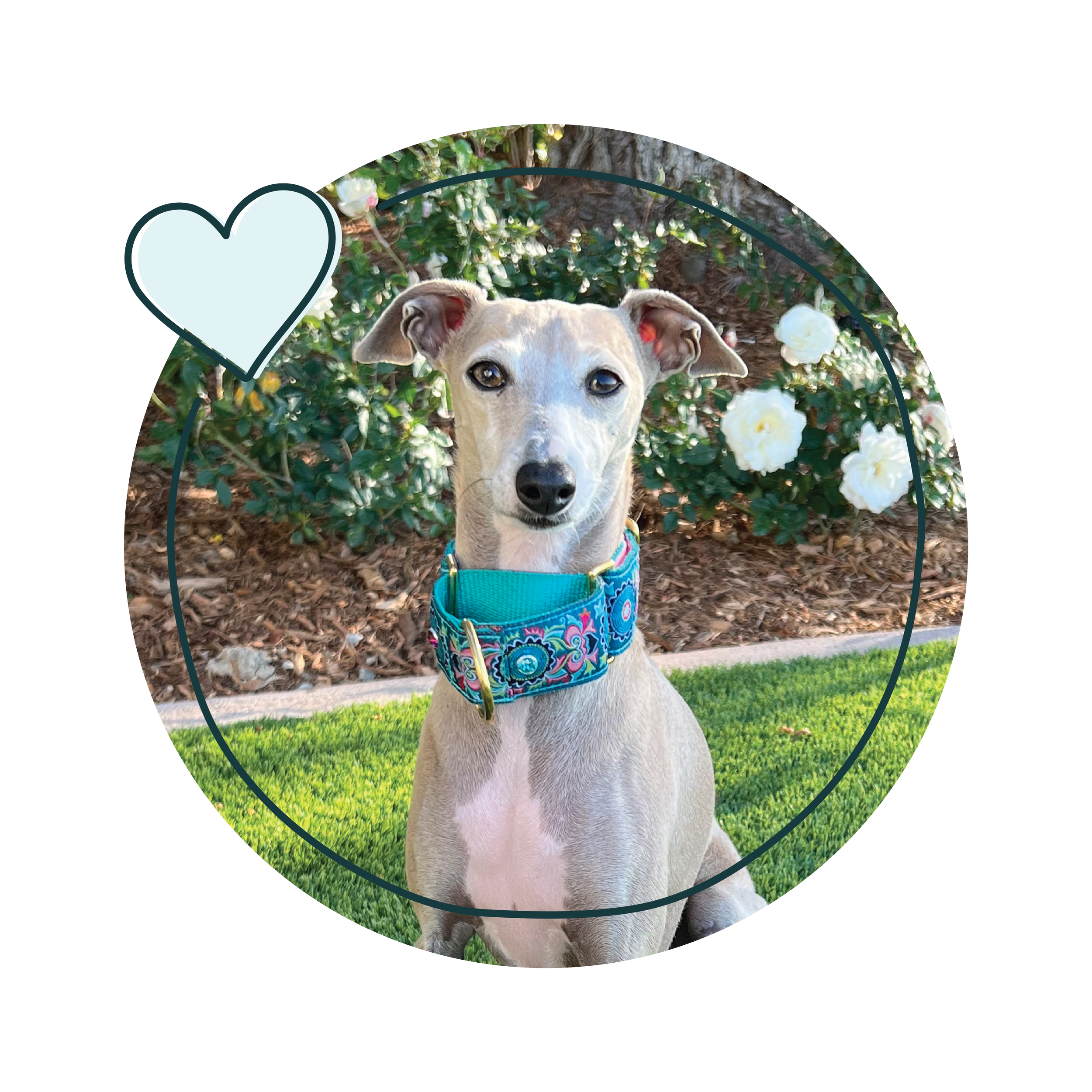 Italian Greyhound