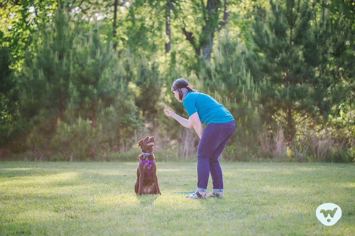 Dog trainer Eryn Rolison and her chocolate lab Allie work on a cued "sit" behavior.