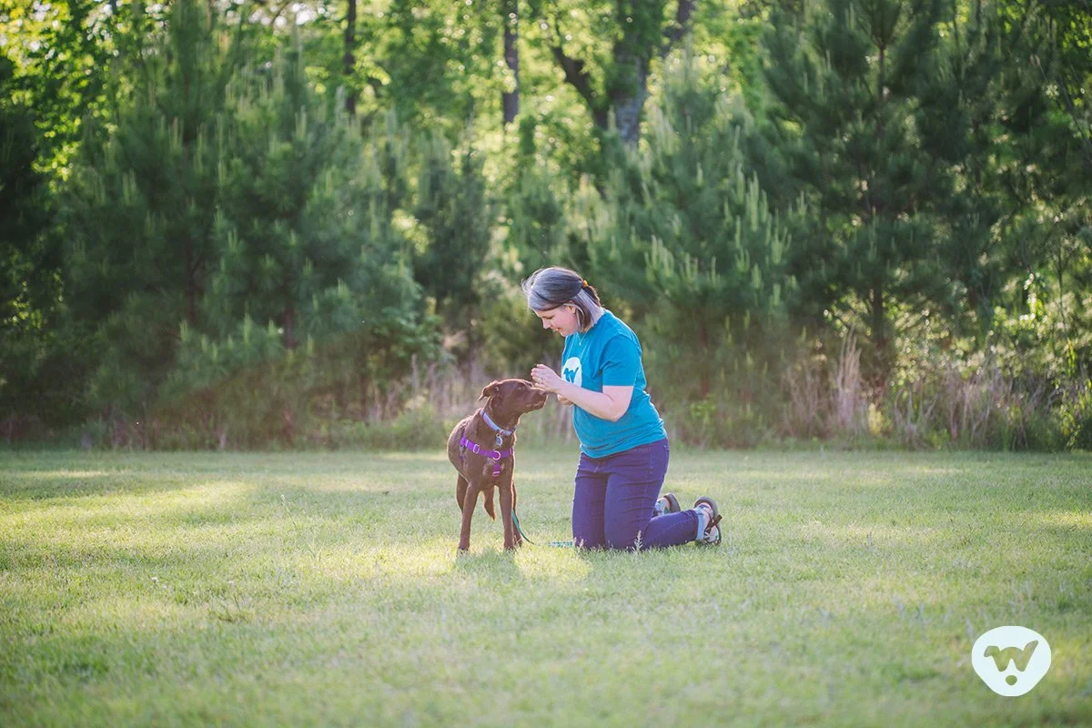 Dog trainer Eryn Rolison and her chocolate lab mix Allie work on a cued "touch" hand target
