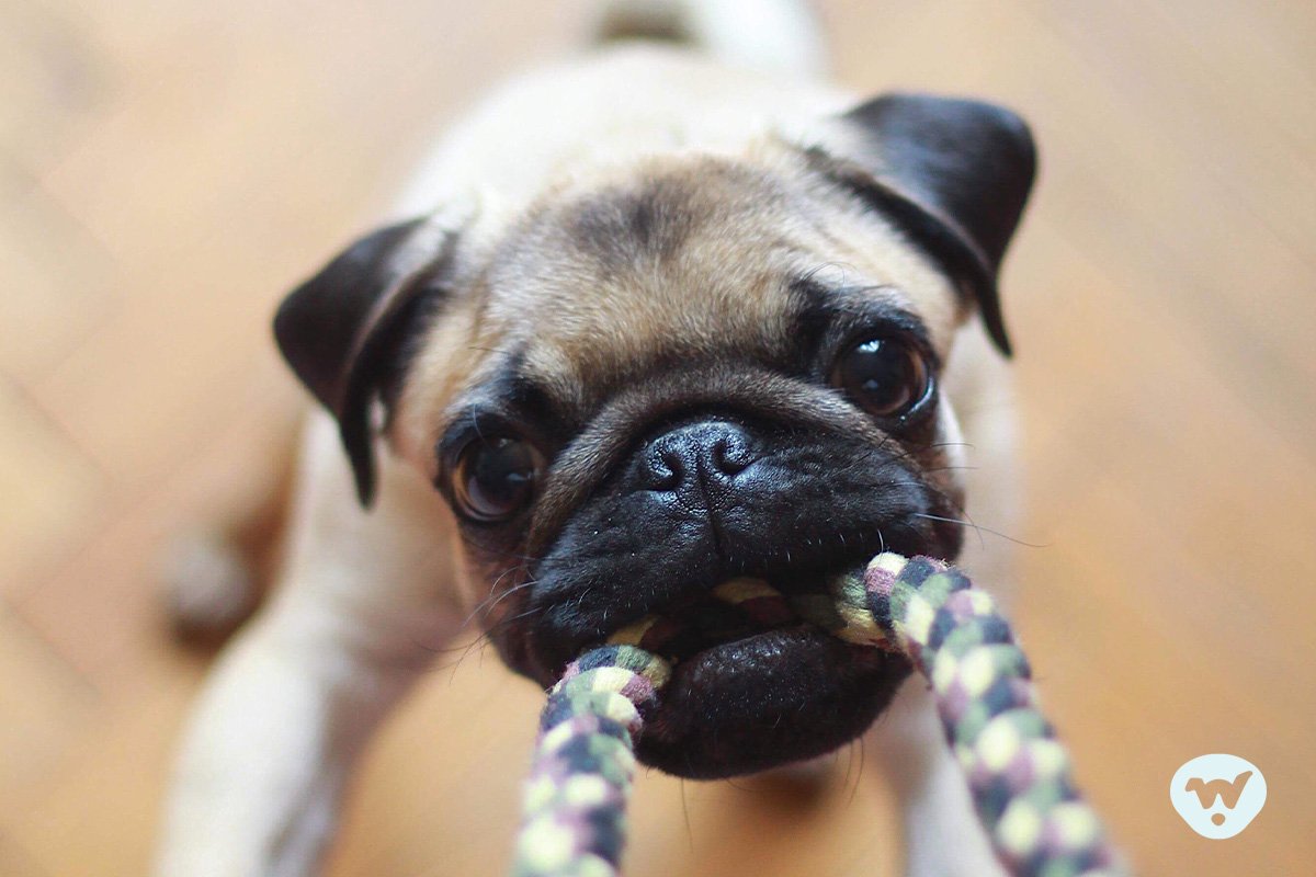 Dog Training for Busy Pet Parents