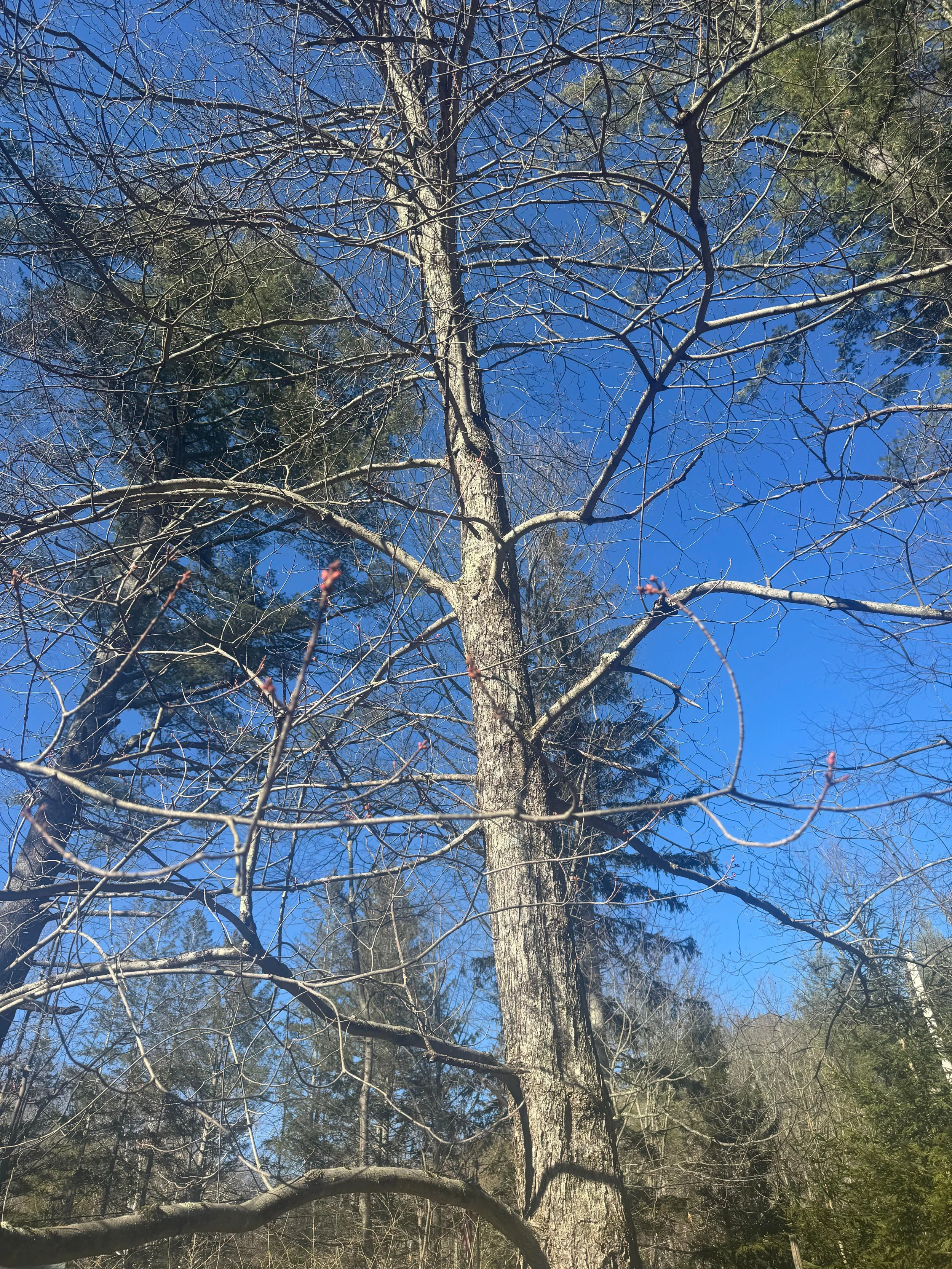 A Different Kind of Tree (A Balm for Comparison and Longing in the Artistic Life, or How to Be in Right Relationship with Artistic Influences)