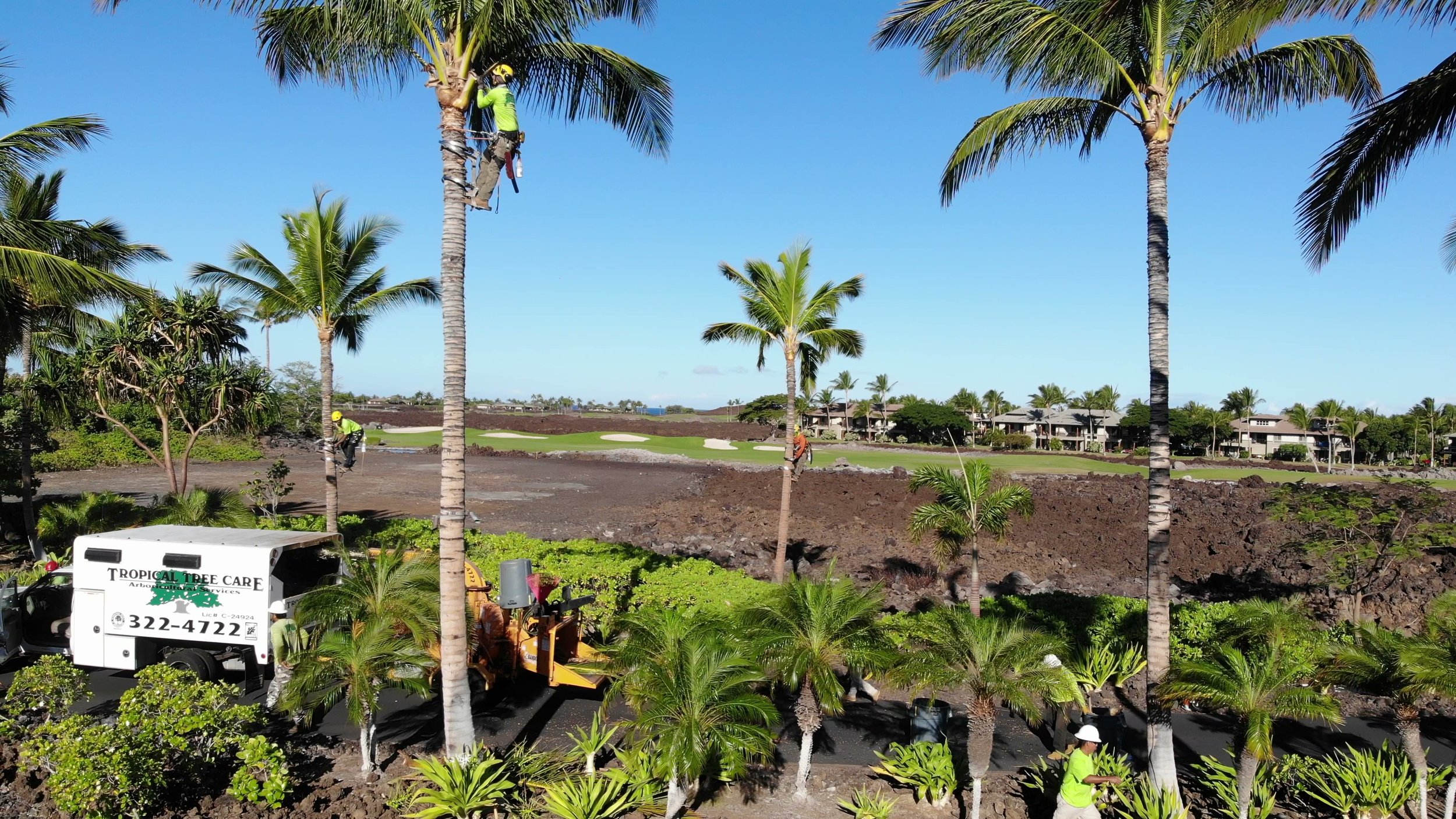 Tropical Tree Care