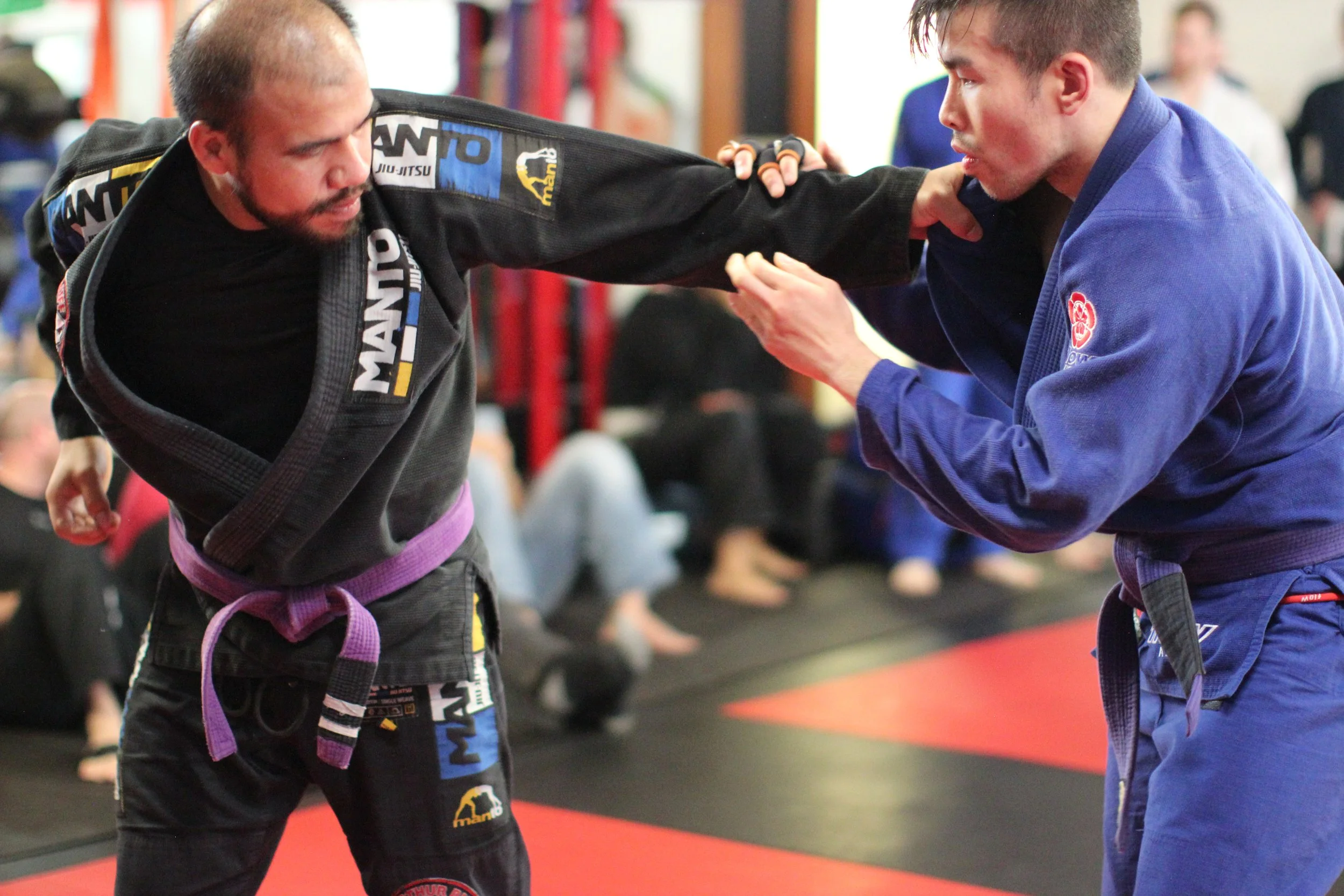 Adult francisco mike fighting.JPG